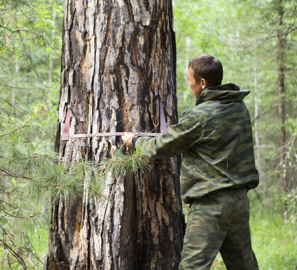 measuring a tree before removal