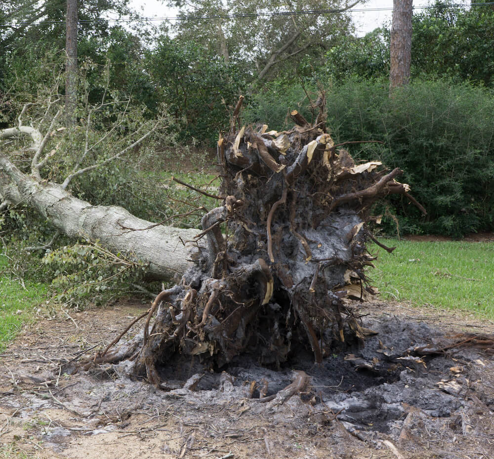 damaged tree roots