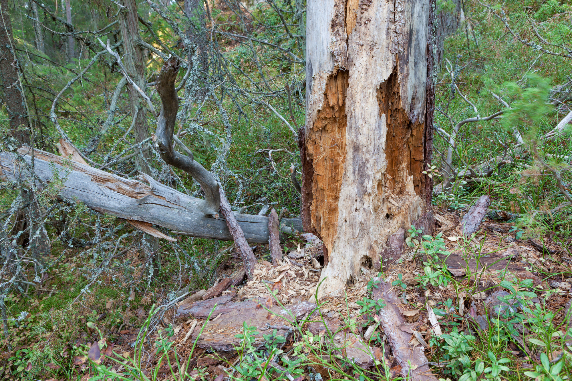 Things You Should Know About The Pine Tree Root Systems