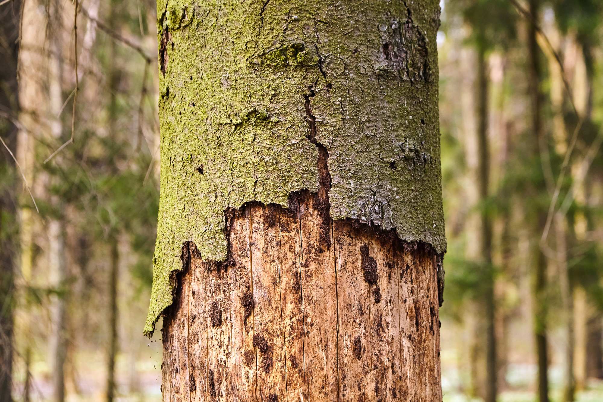 Tree Bark Peeling: Causes and Solutions for Healthy Trees - Arborist Now