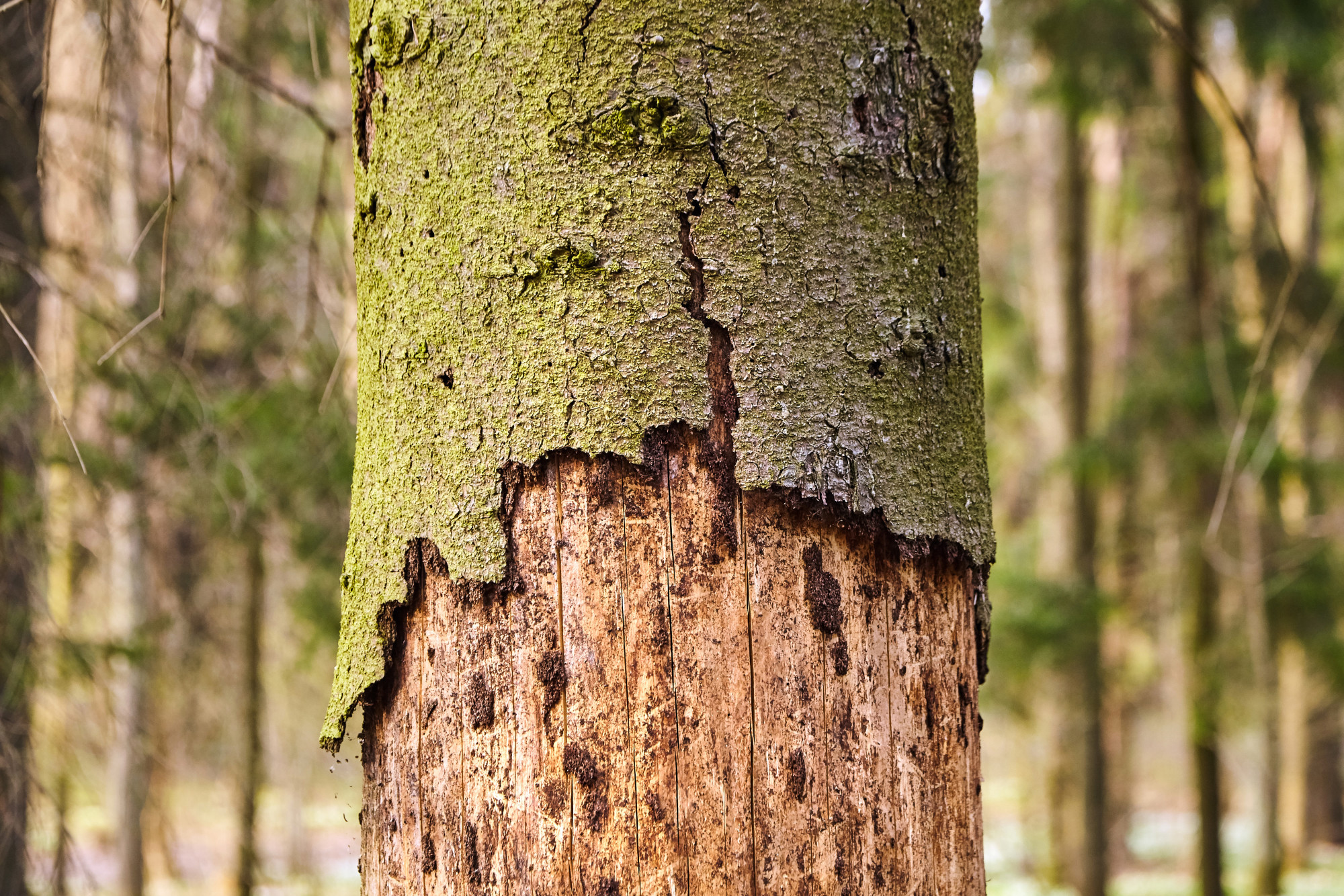 How To Identify Tree Bark Diseases And Bug Infestations In Your Trees ...